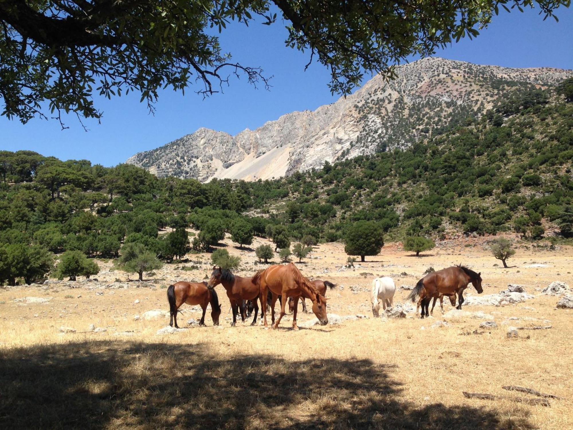 Babakamp Eco Ranch & Retreat Hotel Ölüdeniz Eksteriør billede